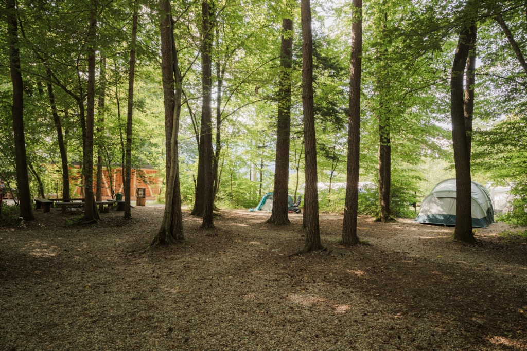 Pitch 6p - Medium pitch for a tent in a small forest